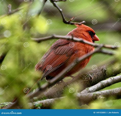 Male Northern Cardinal Stock Image Image Of Northern 149103885