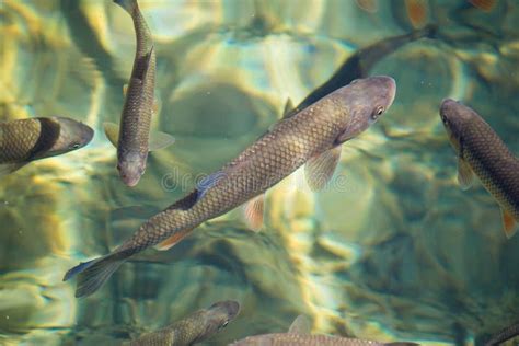 Plitvice Lakes National Park Fish Stock Image Image Of Idyllic