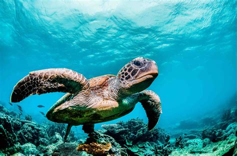 40 Sea Turtle Facts You Have To Know Now