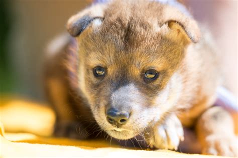New Hope For Endangered Species As Worlds First Mexican Wolf Pup Born