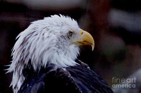 Bald Eagle Portrait Iii Photograph By Angelika Sauer Fine Art America