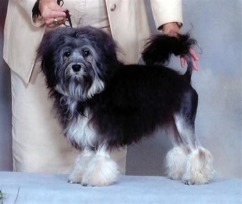 These dogs are fearless, but gentle and sensitive. Lowchen - Puppies, Rescue, Pictures, Information ...