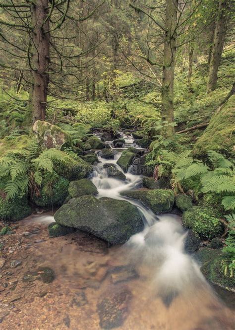 Small Stream In Black Forest Stock Image Image Of Flowing Nature