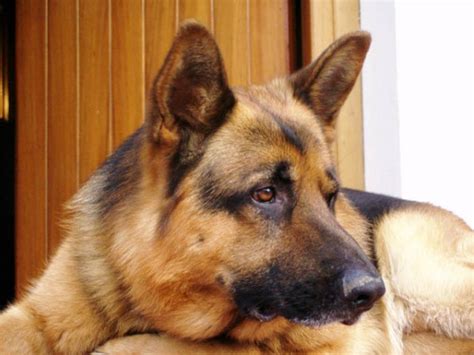 Il cane da pastore tedesco, comunemente abbreviato in pastore tedesco, talvolta detto anche cane alsaziano, cane lupo e cane poliziotto, secondo la classificazione cinologica fci risponde allo standard nr. Origini del pastore tedesco