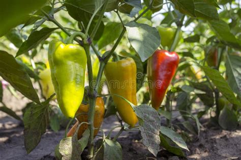 Ripe Bell Peppers Growing In The Garden Orange And Green Pepper Stock