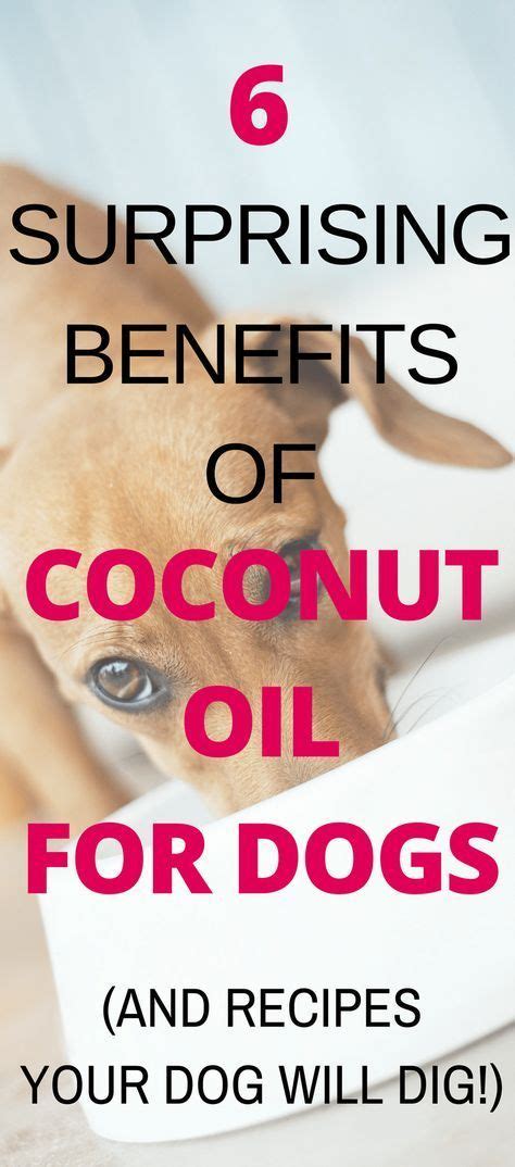 Coconut Oil For Dogs 6 Surprising Benefits And Recipes Coconut