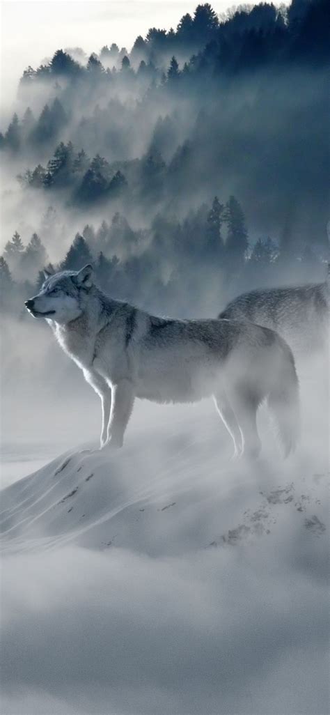 Wolf Iphone Wallpapers Top Free Wolf Iphone Backgrounds