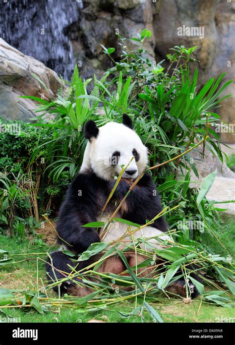 Giant Panda Eating Bamboo Stock Photo Alamy