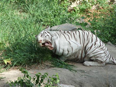 Tiger Eating Grass Zoochat