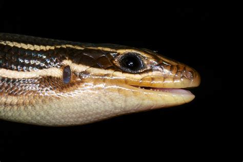 Plestiodon Laticeps Broadhead Skink Femaleimmature Typ Flickr