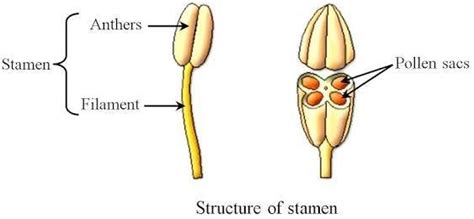 A flower, sometimes known as a bloom or blossom, is the reproductive structure found in flowering plants (plants of the division magnoliophyta, also called angiosperms). What is the name of the pollen bearing part of a stamen ...