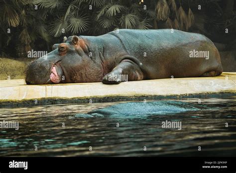 Hippo Lying On Stone Floor And Resting Large Mammal From Africa Vegan