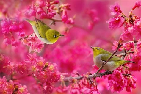 Japanese White Eye Birds Couple Sakura Cherry Blossoms Flowers