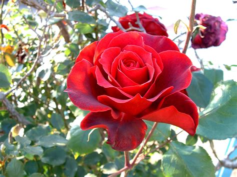 Las Rosas Rojas Vida En La Tierra