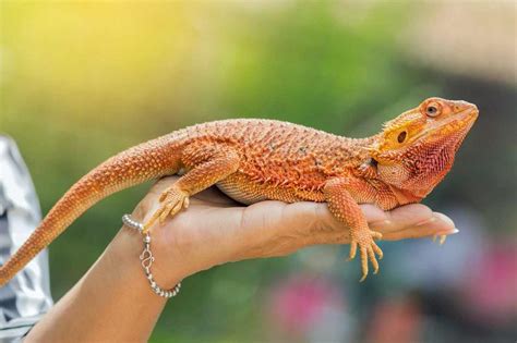 Which Lizards Make Good Pets? 7 Best Species to Own | LoveToKnow Pets