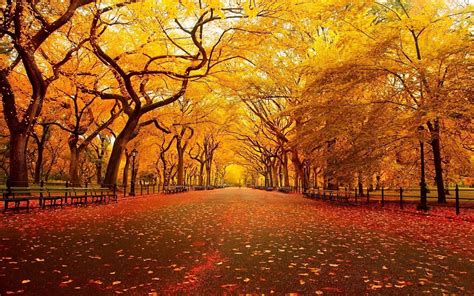 Landscape Street Leaves Fall Wallpapers Hd Desktop And Mobile