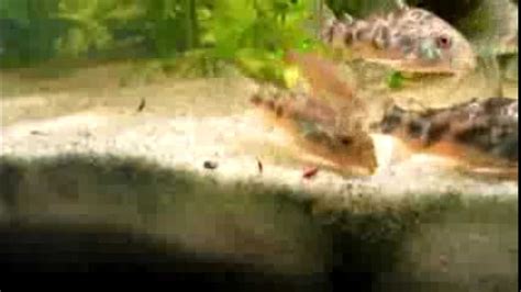 Corydoras Paleatus Feeding Time Youtube