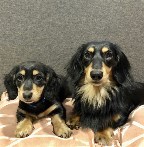 Earn points & unlock badgeslearning, sharing & helping adopt. Pin by Gerri Lough on Doxie in 2020 | Cream dachshund ...
