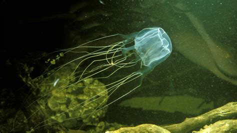 Box Jellyfish Worlds Most Venomous Sea Creature Howstuffworks