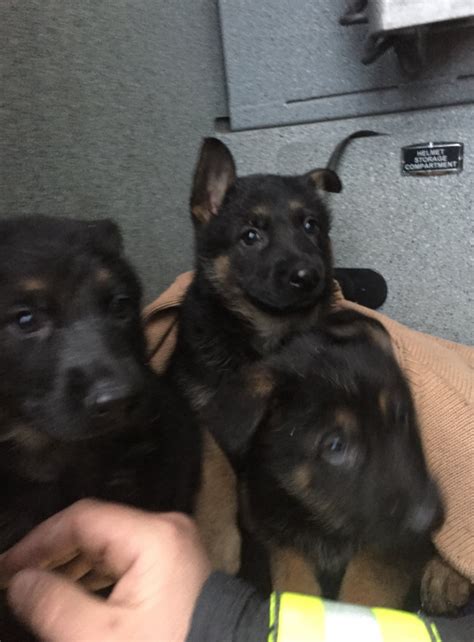 All potential adopters must wear a mask when entering the shelter. Dearborn firefighters find, rescue 6 adorable German ...