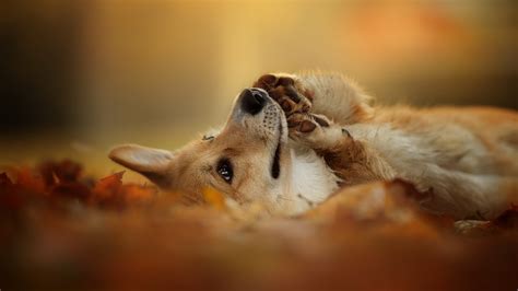 Download Wallpaper 1366x768 Dog Lying On Ground Blurry Background Hd