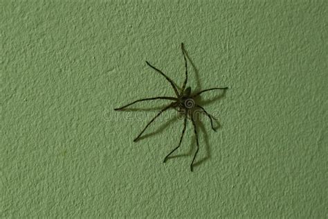Huge Common Huntsman Spider Crawling On Home Wall In Night Stock Photo