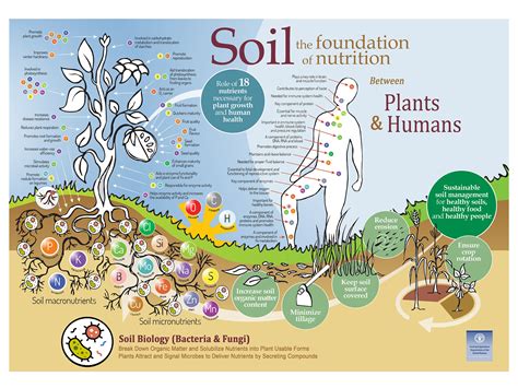 Do Plants Need Soil To Grow Soil Biology Plant Nutrition And Nature Factor
