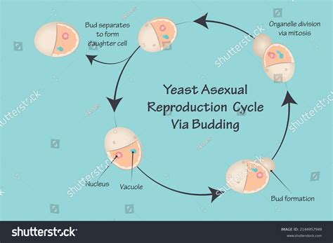 Yeast Asexual Reproduction Cycle Via Budding Stock Vector Royalty Free