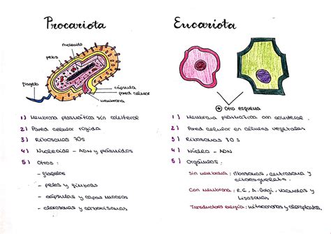 Diferencia Entre Celula Eucariota Y Bacteria Kulturaupice The Best