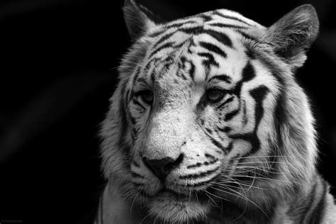 White Bengal Tiger Wallpaper 55 Images