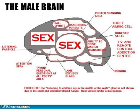 Wisdom Of Life Love Sex And The Male Brain