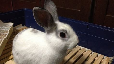 Cutest Bunny Rabbit Ever Good Luck Marshmallow Youtube