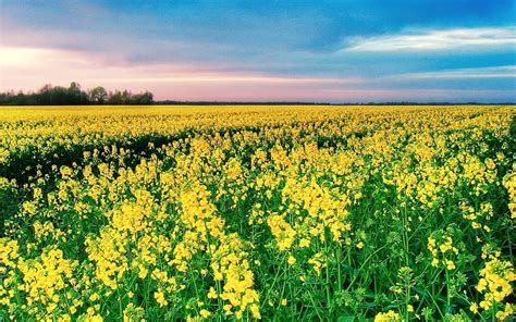 Flowers Of Mustard Yellow Canola Field Hd Wallpaper Pxfuel