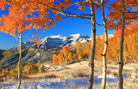 Mountains Forest Trees Leaves Yellow Autumn Snow Wallpapers