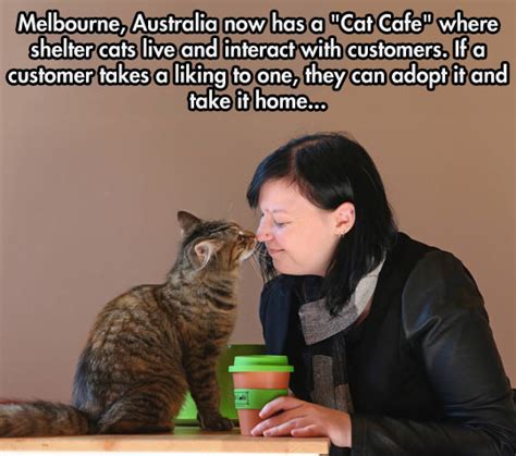 Cat Cafe In Melbourne The Meta Picture
