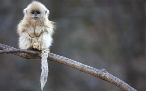 Un Hermoso Mono Cute Little Monkey