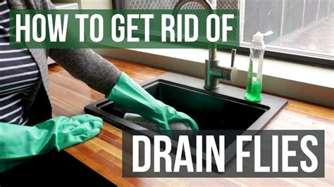 How To Get Rid Of Drain Flies 4 Easy Steps Youtube