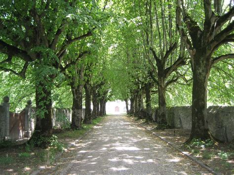 The Road Lined With Trees Enjoywithluh