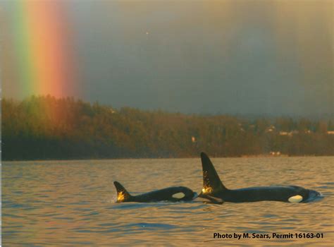 Southern Resident Orcas Near West Seattle Photo By M Sears Noaa