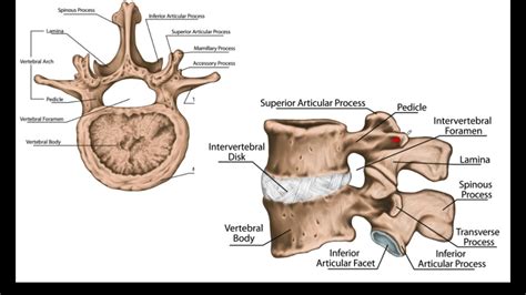 O Que é Forame Neural