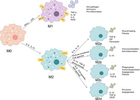 Frontiers Advances In The Role Of Stat3 In Macrophage Polarization