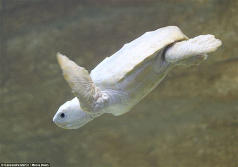 Baby Albino Turtle Gets Paddling Lessons From Her Sister Albino