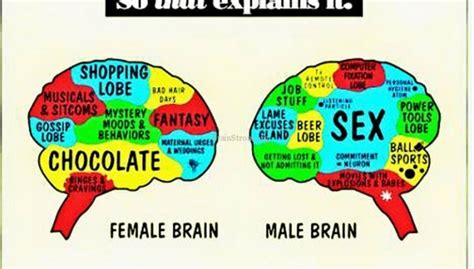 Male Female Brain Differences Brainstrombrainstrom Power Of Science