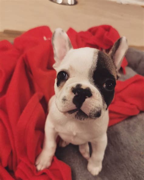 Me as a baby frenchie! in 2021 | Bulldog pics, Frenchie puppy, Frenchie ...