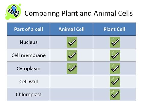 Plant cells have a cell wall, chloroplasts, plasmodesmata, and plastids used for storage, and a large central vacuole, whereas animal cells do not. Differences And Similarities Between Plant Cells And ...