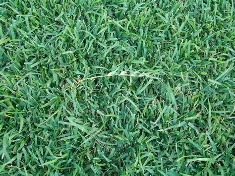 Centipede Vs St Augustine Grass Best Manual Lawn Aerator
