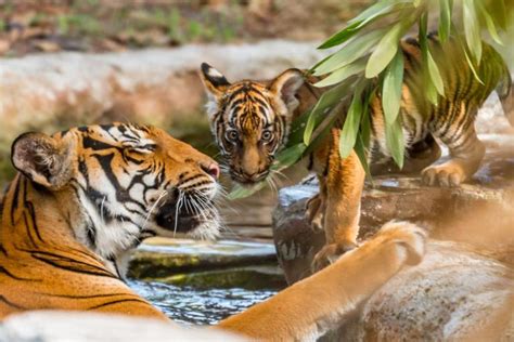 Rare Malayan Tiger Cub Trio Makes Their Habitat Debut At Palm Beach Zoo