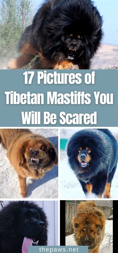 Pictures Of Tibetan Mastiffs You Will Be Scared To See In This Postcard