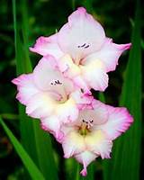 Pictures Of Gladiolus Flowers Photos