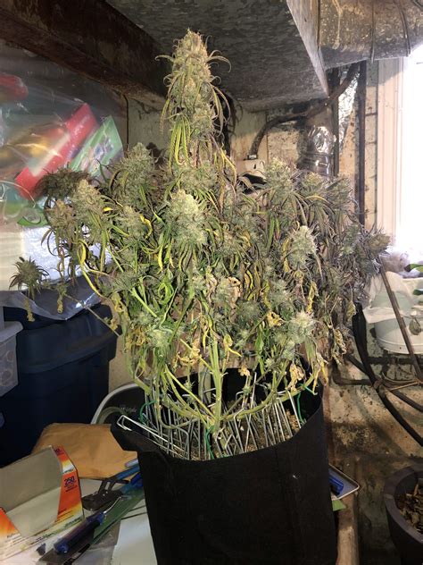 Seedsman Critical Purple Kush Grow Journal Harvest18 By Growdiaries